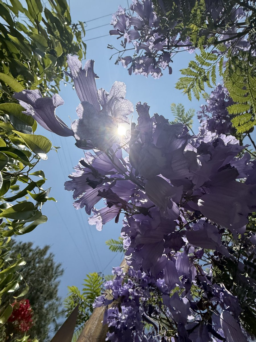 RODCINEMA's tweet photo. #JacarandaAzteca @RicardoBSalinas @MLMSalinas @JorgeNikaidoB https://t.co/O9wKONwxoa