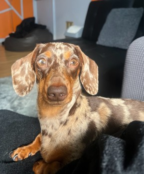 millypod1's tweet image. HENNY HOME SAFE. THANKS FOR RT's 😊🐕🐾

🆘29 MAR 2025 #Lost HENNY #ScanMe
YOUNG Brown Dapple Dachshund: Miniature Female Barrington Road, towards Loughborough junction  #Brixton South West London #SW9 #SausageArmy doglost.co.uk/dog-blog.php?d……