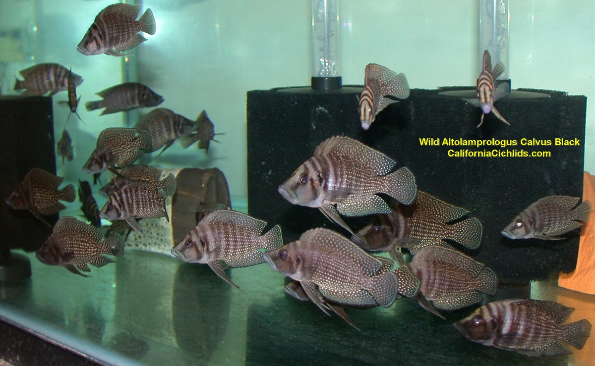 CACichlids's tweet photo. UPDATED FISH IN STOCK MANY SPECIES REDUCED PRICES - https://t.co/X2AYmBRM4Y https://t.co/fezSHo00Jp