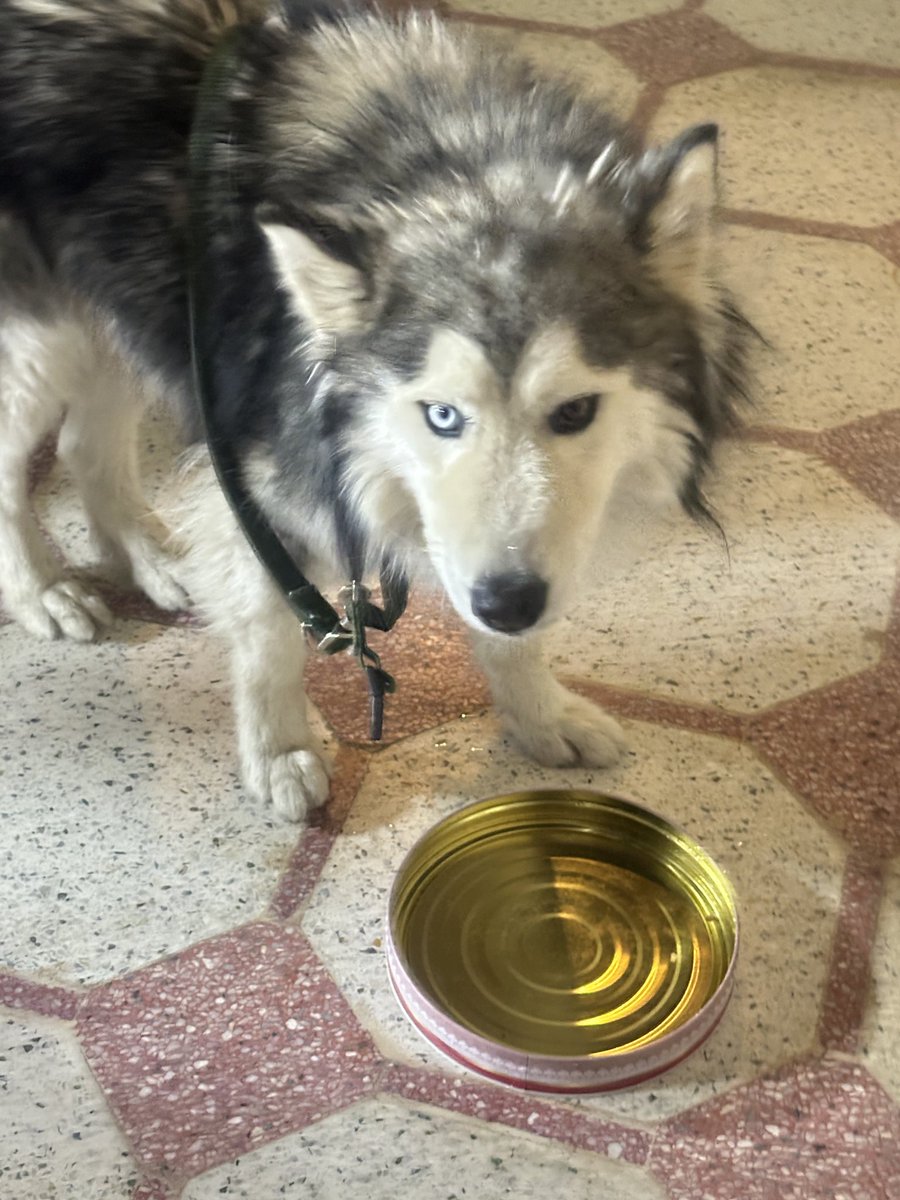 لقيت كلب في الرياض هذا نوعه مسكين تعبان كان عند اجنبي راميه في الحر رابطه في اسلاك بلاستيك .. الكلب ماقدر اخليه عندي ولا اعرف اتعامل معه / مهدد بالطرد