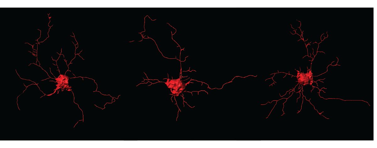 UC Santa Cruz Genomics Institute (@ucscgenomics) on Twitter photo š§ Your brain could be more plastic (changeable) than we thought! The brain is made up of subtypes of neurons, and a new study by the <a href="/braingeneers/">Braingeneers</a> has demonstrated one subtype is able to change into another, something that was believed to be impossible. news.ucsc.edu/2025/03/mostaj⦠š§ Your brain could be more plastic (changeable) than we thought! The brain is made up of subtypes of neurons, and a new study by the <a href="/braingeneers/">Braingeneers</a> has demonstrated one subtype is able to change into another, something that was believed to be impossible. news.ucsc.edu/2025/03/mostajā¦