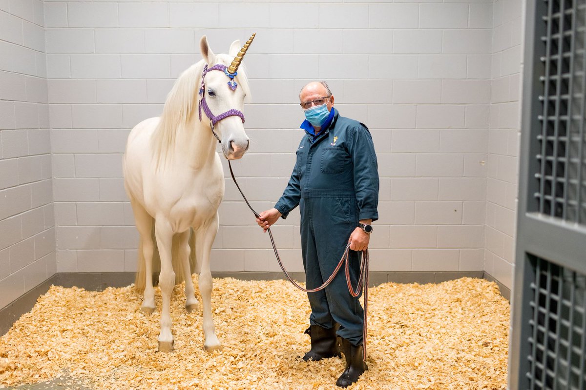ARKJFK's tweet photo. Unicorn Alert! 🚨 Floaty movement, auto changes, and the sweetest personality. The perfect partner in and out of the ring! https://t.co/aEAANcrJ5G