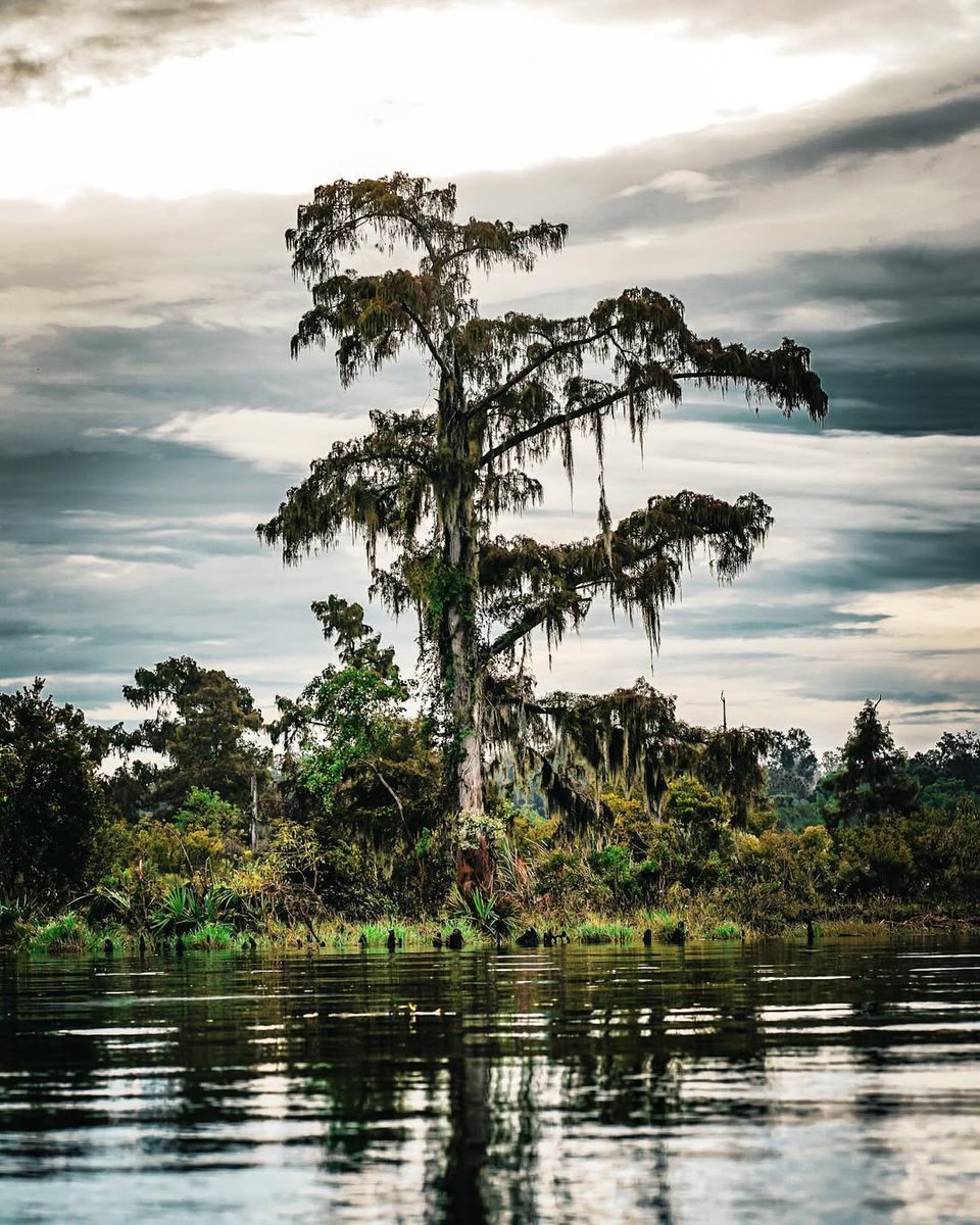 Cypress_Info's tweet photo. This #TreeTuesday, let's celebrate all the beauty found in nature. #SouthernCypress
Photo: Dustin LeBlanc
#baldcypress #baldcypresstrees #RealAmericanHardwood #AmericanHardwoods #nature #naturephotos #naturepics #landscapephotos #landscapepics #tree #trees #treephotos #treepics https://t.co/ARQRmhc5Fh