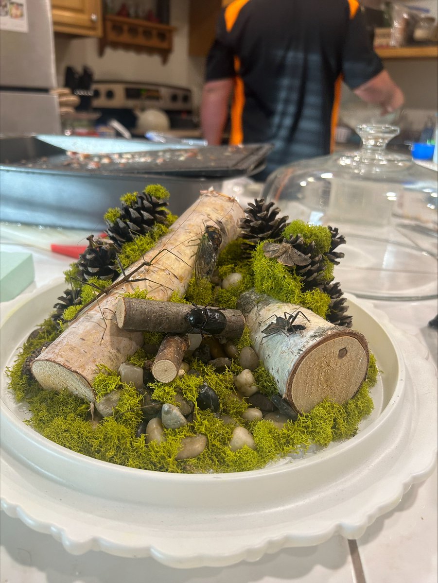 UT Entomology & Plant Pathology (@epp_tn) on Twitter photo "Masters of Disguise – Tennessee Edition" - That’s what master’s student Rebekka Horn calls her latest insect dome, and we couldn’t agree more. This stunning display showcases how insects use camouflage to blend into their surroundings. #epptn <a href="/UT_Herbert/">Herbert College of Agriculture</a> <a href="/UTKGradSchool/">UT Graduate School</a> "Masters of Disguise – Tennessee Edition" - That’s what master’s student Rebekka Horn calls her latest insect dome, and we couldn’t agree more. This stunning display showcases how insects use camouflage to blend into their surroundings. #epptn <a href="/UT_Herbert/">Herbert College of Agriculture</a> <a href="/UTKGradSchool/">UT Graduate School</a>