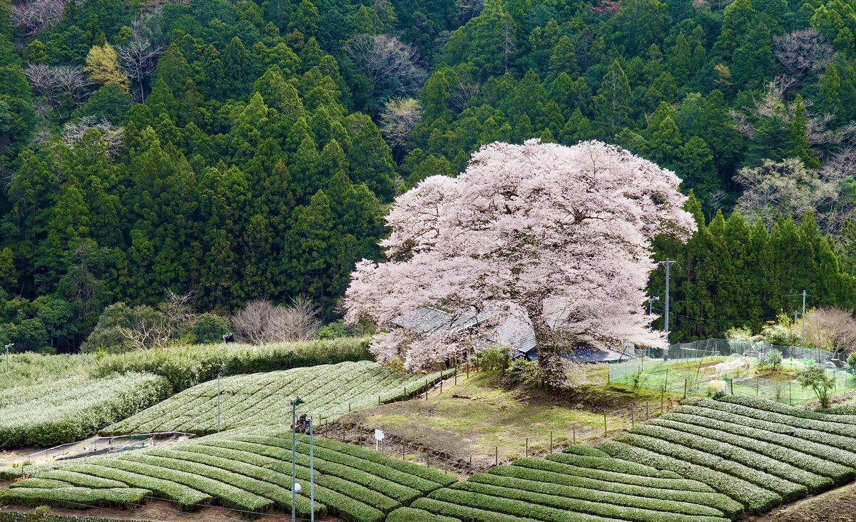 #牛代のみずめ桜
#静岡県 #島田市 

キレイに手入れされた茶畑に聳える
#エドヒガン の古木

たどり着くのは少し大変だが
それだけにさほど混んでない