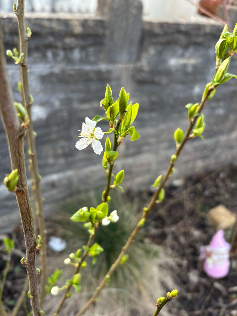 Jill Timms (@jillltimms) on Twitter photo New 🌱leaves 🍃 as my 1st day of promotion to Associate Professor <a href="/SurreySociology/">Surrey Sociology</a> at <a href="/UniOfSurrey/">University of Surrey</a> & I’m now mostly moved on from here to @jilltimms.bsky.social. Sign up for #sustainableflowers updates at sustainableflowersresearch.org or see @sustainableflowersresearch on insta. Ta. New 🌱leaves 🍃 as my 1st day of promotion to Associate Professor <a href="/SurreySociology/">Surrey Sociology</a> at <a href="/UniOfSurrey/">University of Surrey</a> & I’m now mostly moved on from here to @jilltimms.bsky.social. Sign up for #sustainableflowers updates at sustainableflowersresearch.org or see @sustainableflowersresearch on insta. Ta.