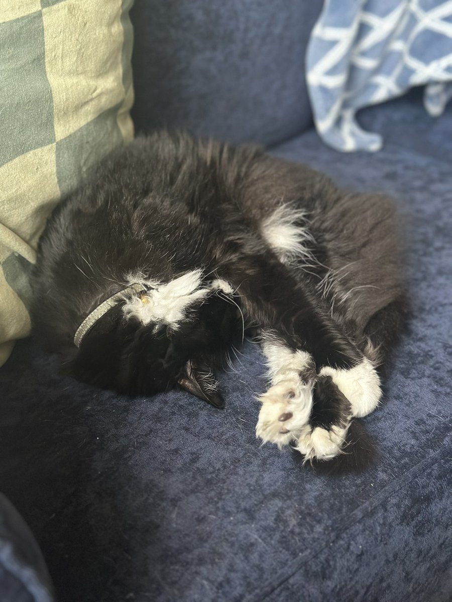 DameHawkeye's tweet photo. @ZelinaVegaWWE Ichabod hugging his toes, and Poppie wishing he too could have a slice of birthday cake. https://t.co/vjJnjFGz5b