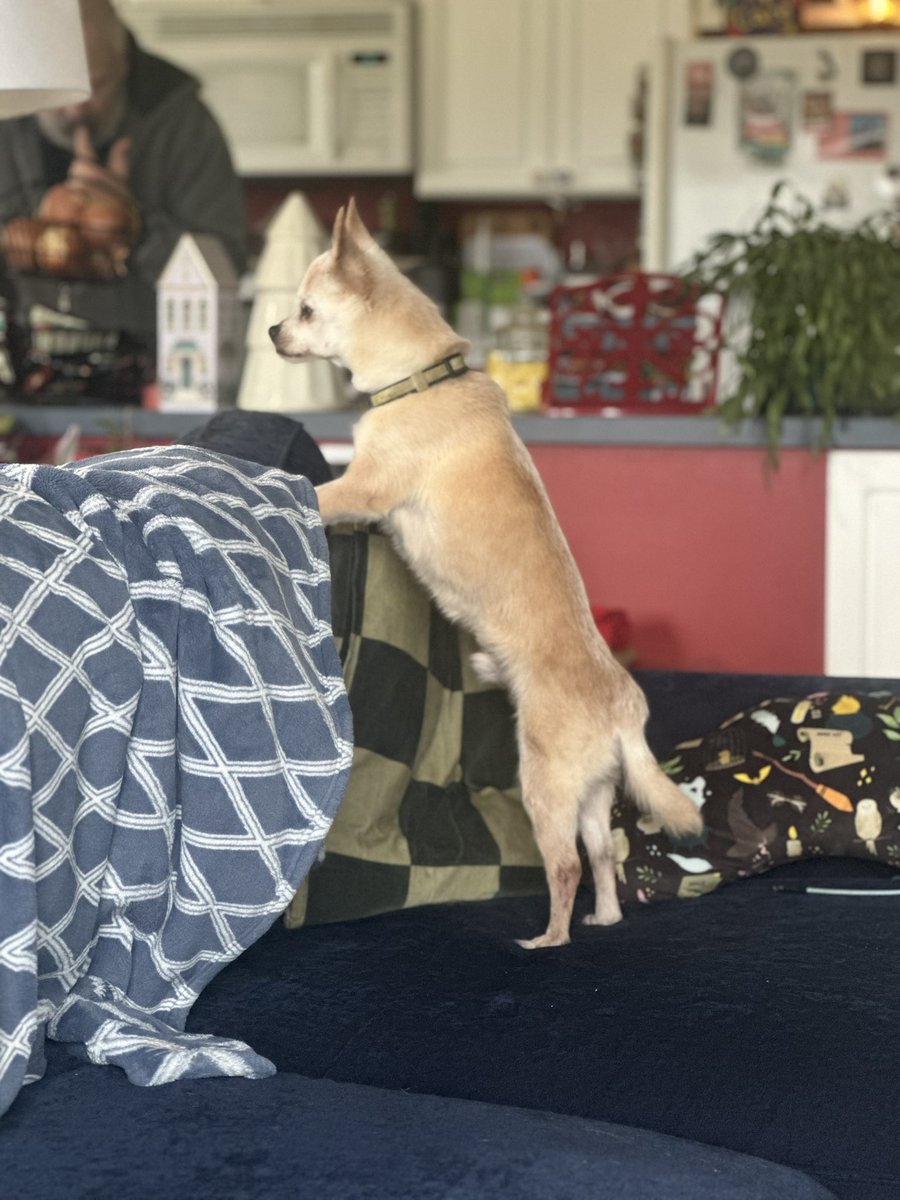 DameHawkeye's tweet photo. @ZelinaVegaWWE Ichabod hugging his toes, and Poppie wishing he too could have a slice of birthday cake. https://t.co/vjJnjFGz5b