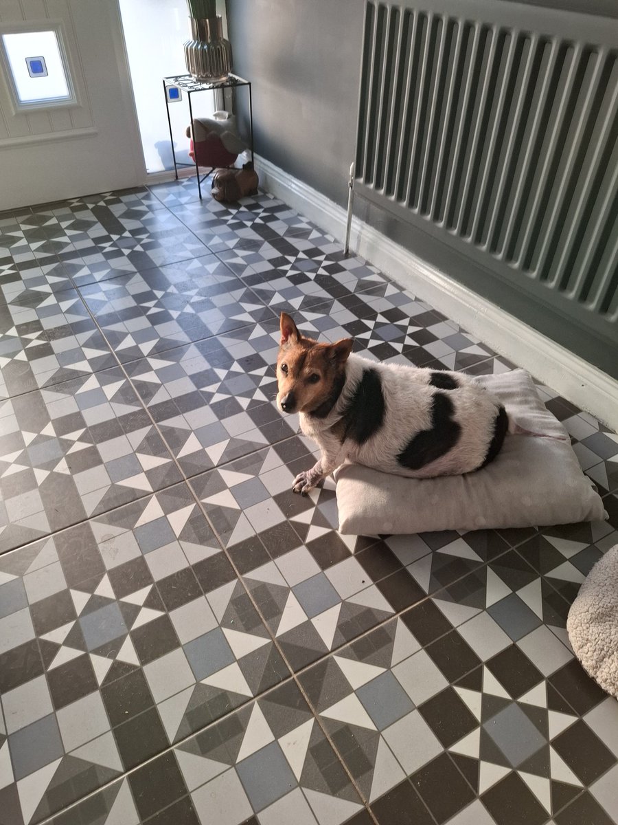 joerassicperry's tweet photo. Lola, I love you. And I'm going to miss you so much. Beautiful dog, the best birthday present I ever got. #Lola #Dog #Beautiful #RIP https://t.co/3CFR5YxNg7