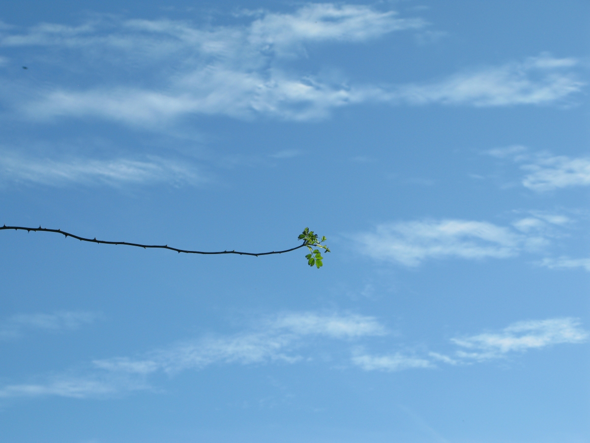 CollettWriter's tweet photo. 'The Lonely Branch'
V pleased to have this image included in this month's
F STOP Photography Magazine under the theme 'Inhabit' - a group show relating to people's homes & near environs.
260 images chosen in total out of 3000 submitted!
#fstop #photography #magazine #inhabit https://t.co/h599mMfUqS