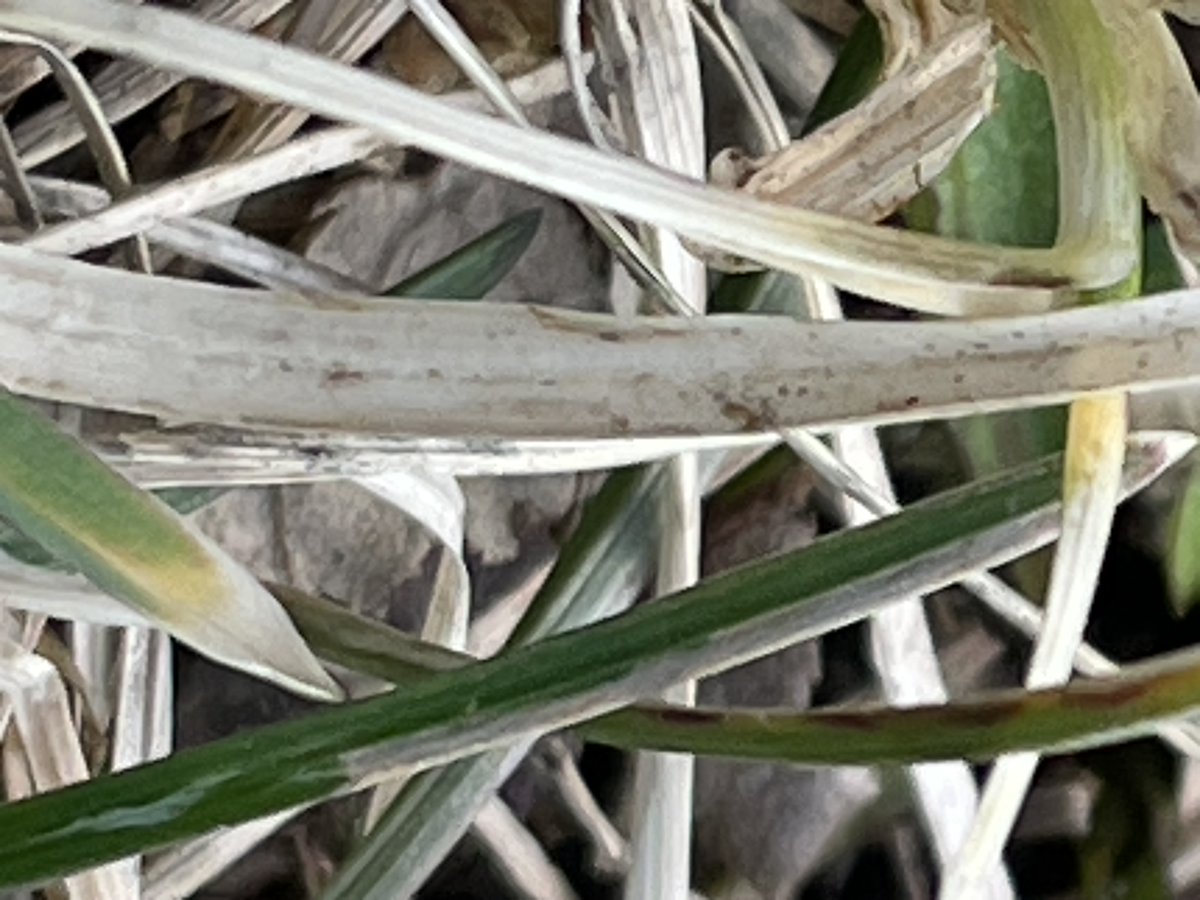 1st part last week's program: Albert White Andrew Duncanson &amp; Michael Peloquin <a href="/LittleBarrie/">Little Barrie</a> &amp; Malcolm Catto <a href="/smoking_popes/">Smoking Popes</a> mssv <a href="/nelscline/">Nels Cline</a> <a href="/MarcinGuitar/">Marcin</a>  &amp; @HAYATO_SUM1N0 LaMP <a href="/Ancient_Future/">Ancient Future</a> WITCH Derya Yıldırım &amp; Grup Şimşek #greenarrowradio

greenarrowradio.com/yard-blanket/