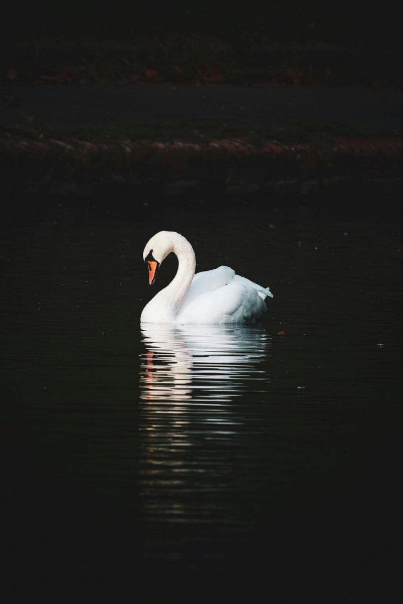 BIG EVENT COMING!  

“WHITE SWAN”  

BE PREPARED, FOR GOOD!