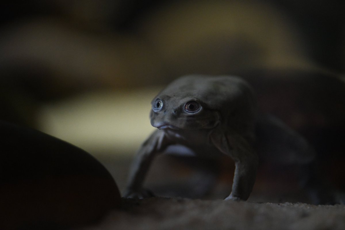 We're not joking — April 1 is also World Water Frog Day! The Titicaca water frog may look strange, but it's for a reason — the loose skin increases the frog's surface area, allowing it to absorb more oxygen from the water so it doesn't need to surface to breathe!