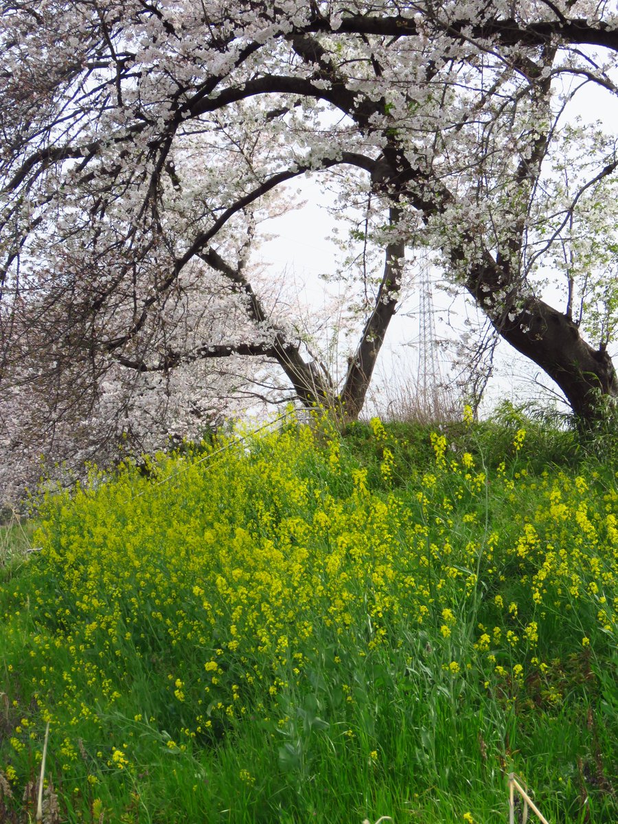 名古屋市の西区と北区にまたがる、洗堰緑地。 土手に咲く、桜と菜の花
