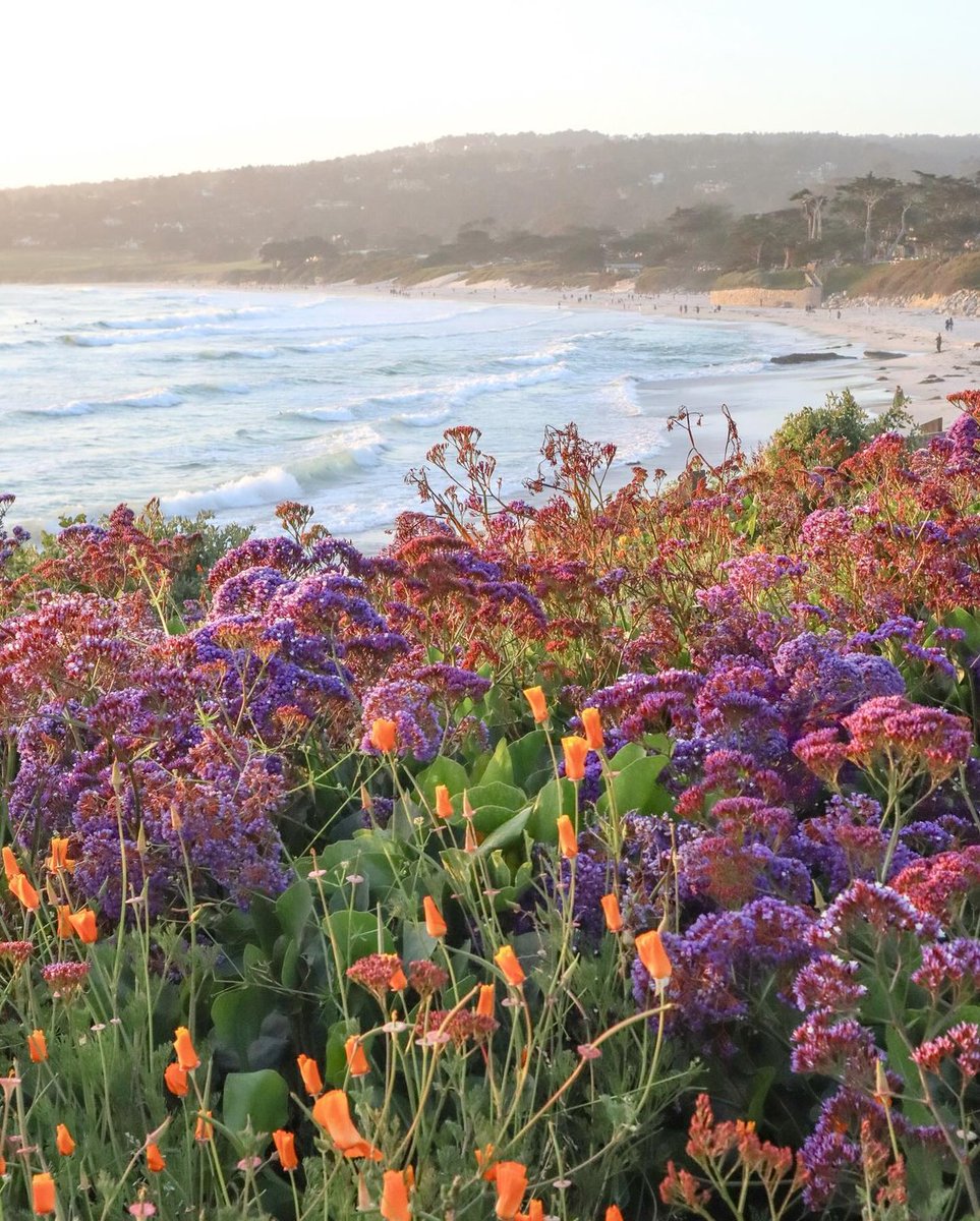 We aren’t fooling you! We’ve rounded up events happening this month across California, from food and wine celebrations to iconic music festivals! 🌸 bit.ly/3RnTR0E 

📷 seahavenphoto on IG
