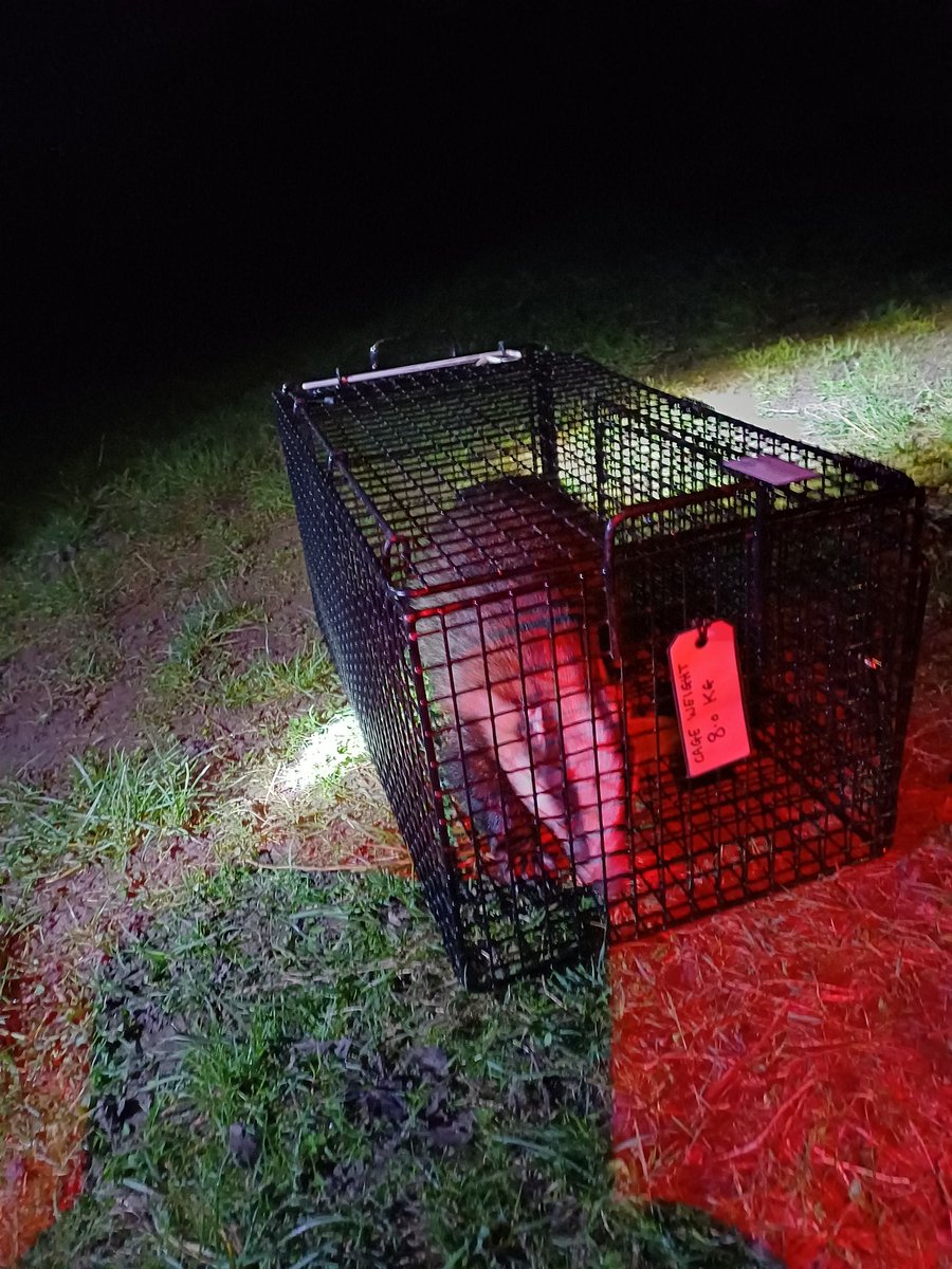 This is Bernice who was found sleeping in a pygmy goat pen in someone's garden. We could see she had injuries so we managed to get her into the cage and straight off to the vets. After a course of treatment, her injuries healed so on Sunday we released her back into the wild