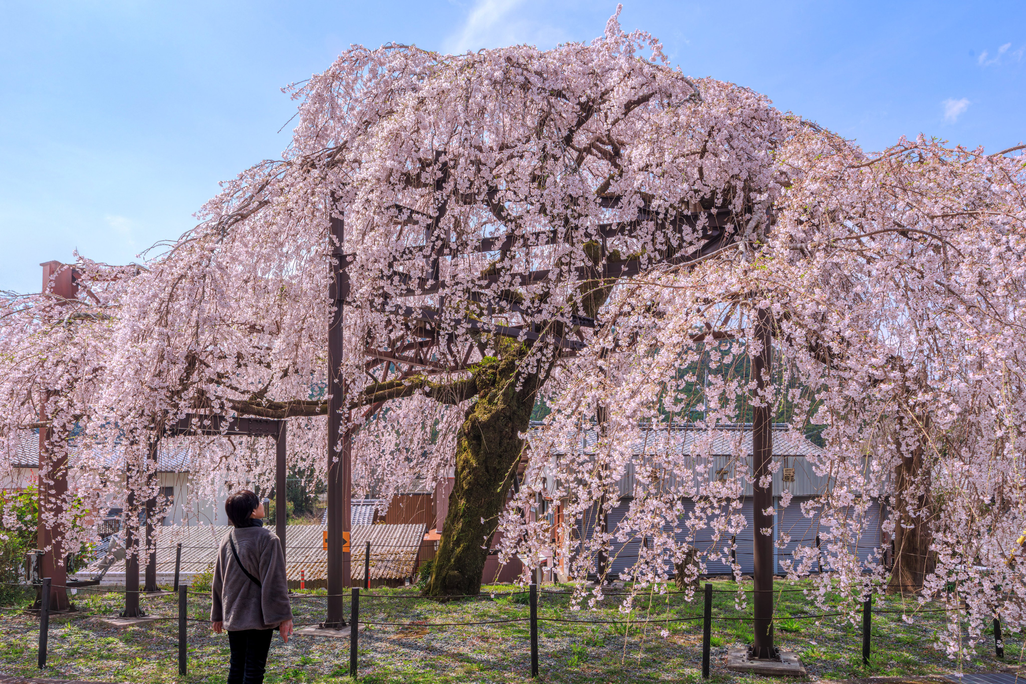 Amazon.co.jp: 小説 千本桜 : 一斗まる, 黒うさP/WhiteFlame: 本