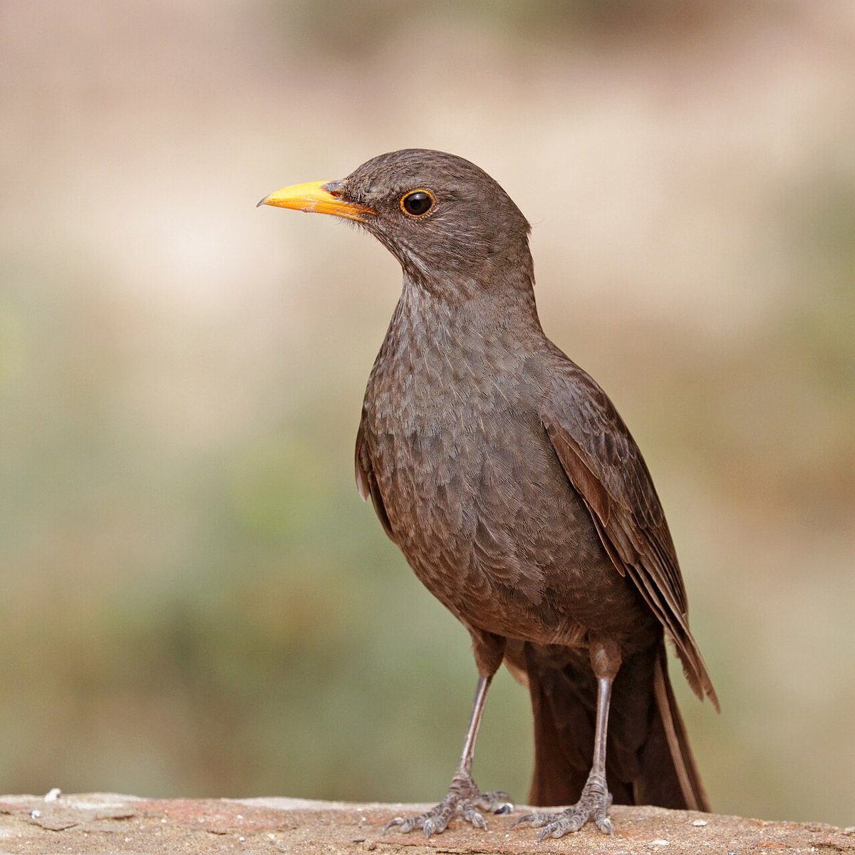Breth 'swedhopkins' 🍉 (@swedhopkins) on Twitter photo <a href="/arealmofwonder/">Cian McCarthy</a> It is Sweden's national bird. Not that common where I live & it is mostly the female that forages in our garden. I actually thought it was another species entirely but it's definitely the same behaviour. <a href="/arealmofwonder/">Cian McCarthy</a> It is Sweden's national bird. Not that common where I live & it is mostly the female that forages in our garden. I actually thought it was another species entirely but it's definitely the same behaviour.