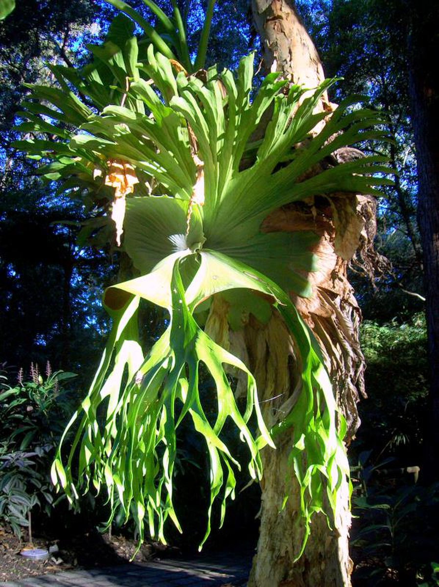 Platycerium. Staghorn ferns.

Tanaman hias. Biasa tumbuh atau ditanam di batang-batang pohon. Menambah nuansa... "hutan" (?) di pekarangan dan taman-taman. Ditali melingkar, direkatkan pada pepohonan.

Paku "tanduk rusa". 🦌🌱