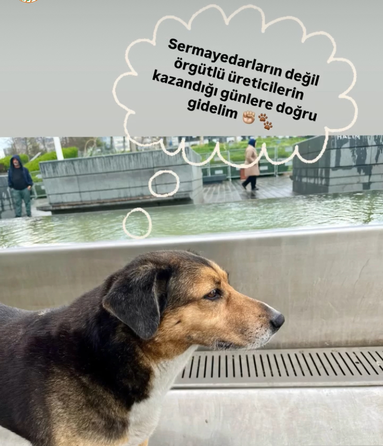 Boykottayız🐶