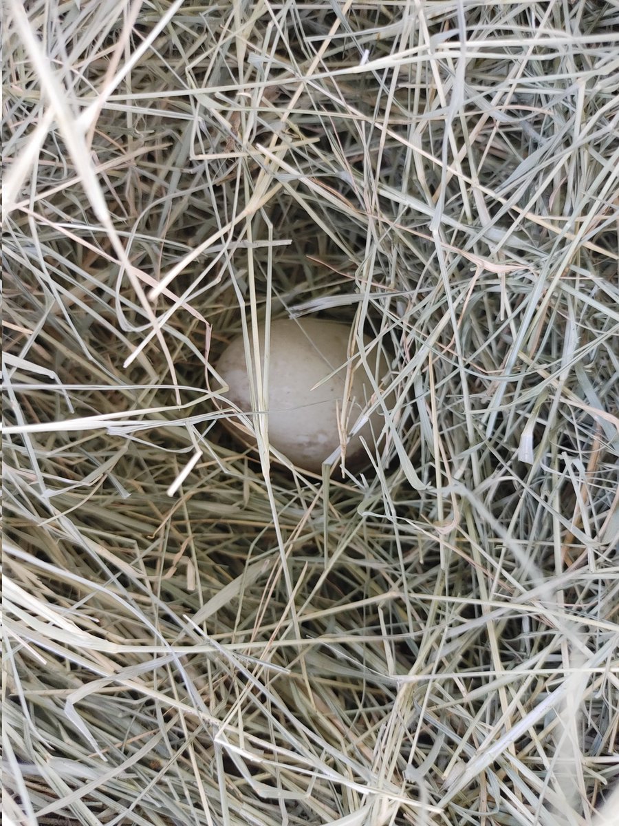 First egg on almost a year, by Skitz, and she has another almost ready to go. 😍