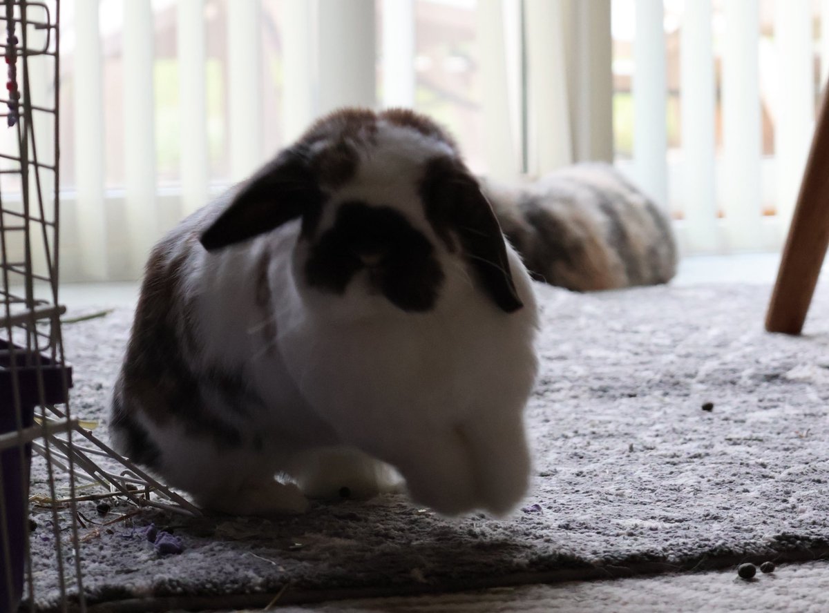 spring in my step 🐇 🌻