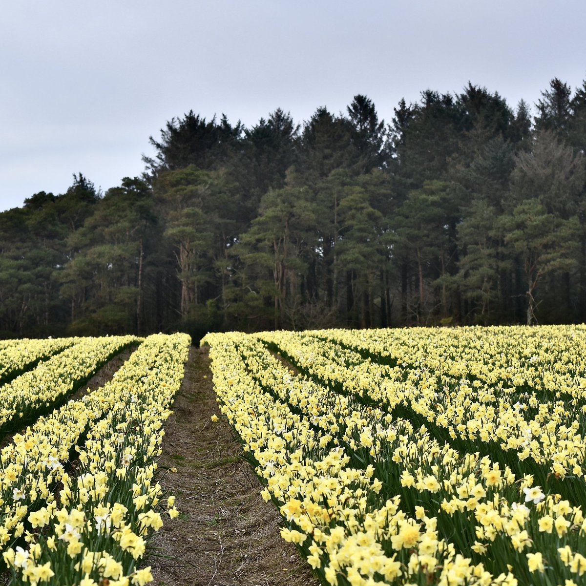 EvocativeCorn's tweet image. And some lemony ones!
