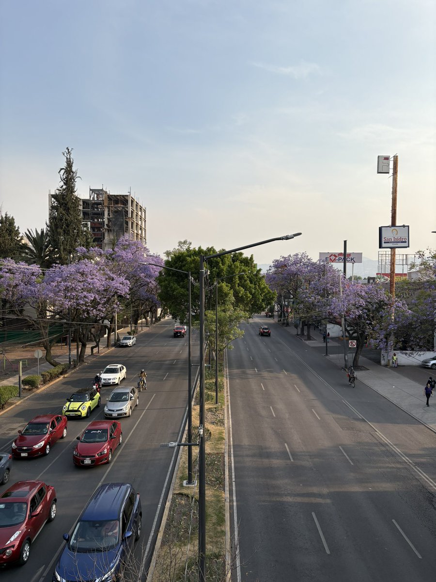 blackhairedgal_'s tweet photo. Coordenadas: 19.30701° N, 99.12444° O
#JacarandaAzteca @RicardoBSalinas @JorgeNikaidoB @MLMSalinas 💜 https://t.co/mF4DBftNgb