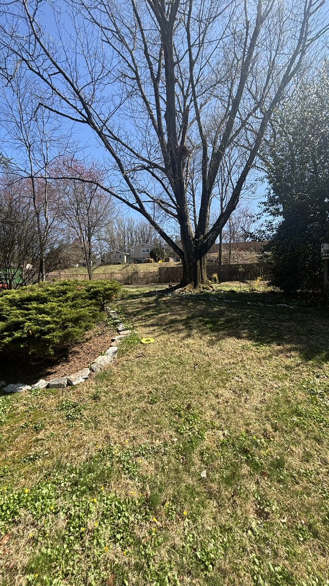 Sunny☀️day in the neighborhood. A bit breezy. 

I’m here, somewhere. 
Come and find me 🐶🐾🐾🤪

#SchnauzerGang
#Tuesday