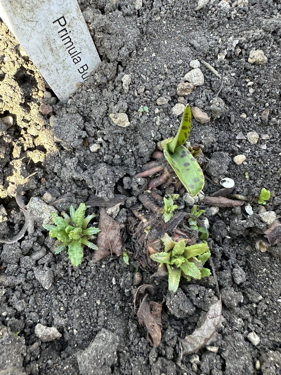Springy Steve (@springy_steve) on Twitter photo Had a wonderful surprise today whilst weeding a border at work. It looks like the Primula bulleyana that I got from <a href="/shadyplantscom/">Shadyplants.com</a> last year at a local <a href="/RarePlantFair/">Rare Plant Fair</a> has also grown an Orchid from the compost. 🤗
Blooming fantastic!! Had a wonderful surprise today whilst weeding a border at work. It looks like the Primula bulleyana that I got from <a href="/shadyplantscom/">Shadyplants.com</a> last year at a local <a href="/RarePlantFair/">Rare Plant Fair</a> has also grown an Orchid from the compost. 🤗
Blooming fantastic!!