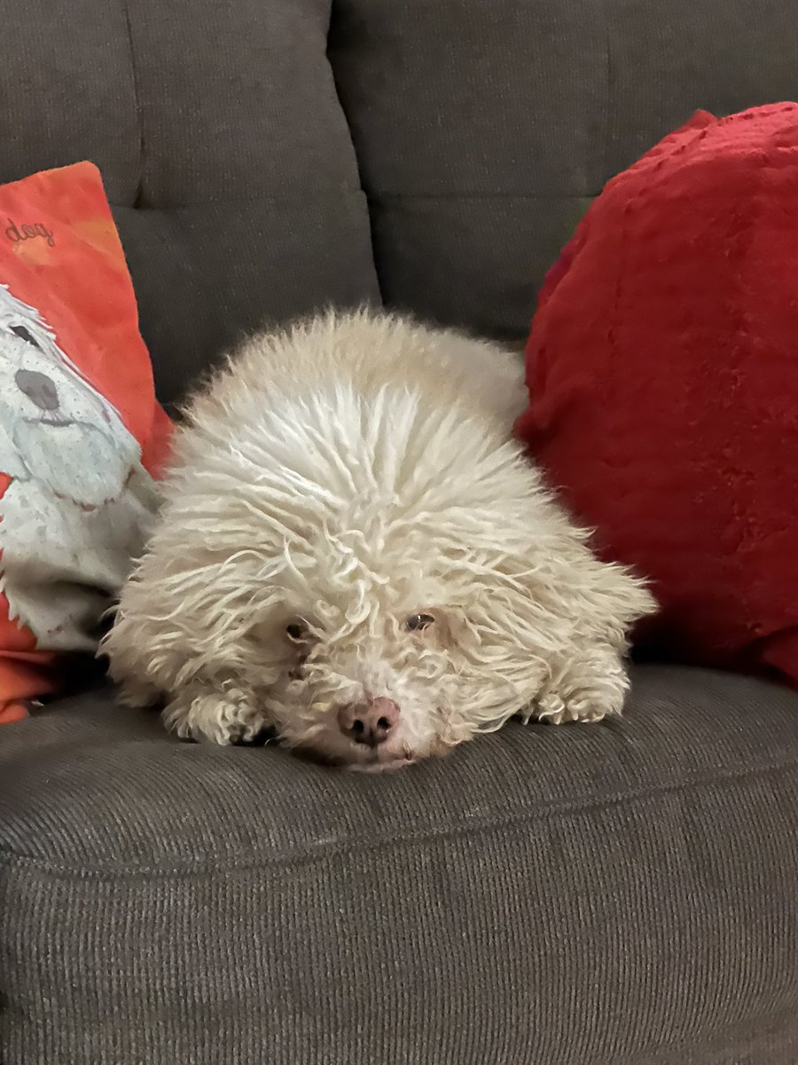 Today is my Scamp’s 13th birthday!!!