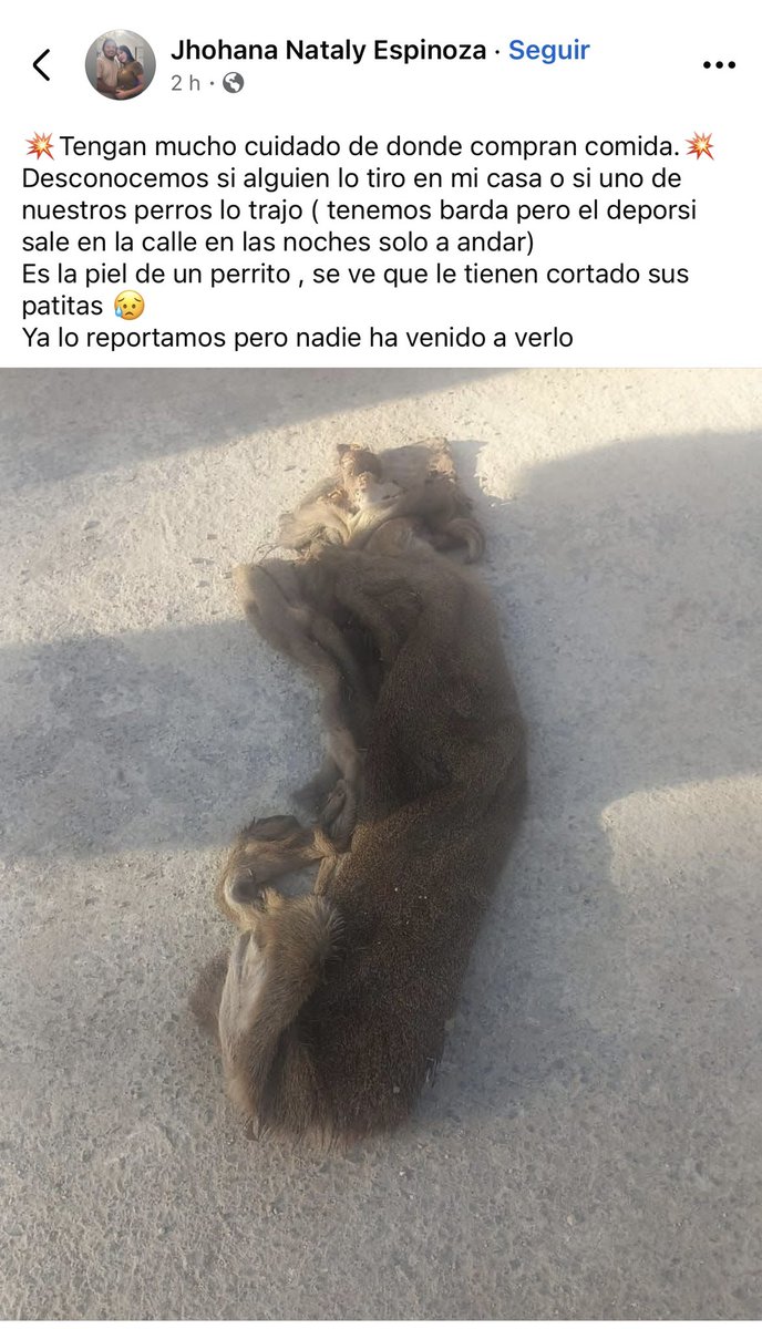 SalvemosABenito's tweet photo. POR FAVOR DIFUNDIR 🙏🐶

LE ARROJAN PIEL DE UN PERRITO A SU CASA 🚨😔🐶

Jhohana Nataly Espinoza reportó en la plataforma Meta el hallazgo de piel de un perrito en su domicilio y pidió apoyo.  Mencionó que no sabe si fue arrojada ahí o si su mascota la llevó desde otro lugar. También pidió a la comunidad tener mucho cuidado de en donde compran sus alimentos. 

El evento ocurrió en Oxkutzcab, Yucatán. Tras hacer la denuncia a las autoridades, indicó que le respondieron que no es trabajo de ellos atender el caso. Hasta el momento, no ha recibido atención sobre la situación ni se ha realizado una investigación.

El hecho ha generado preocupación en la comunidad, donde piden mayor vigilancia y respuesta ante reportes de este tipo.

Según cifras del 2023, en Yucatán existen más de cien mil perros viviendo en situación de calle, cifra que crece exponencialmente año con año debido a la falta de políticas públicas en relación al tema de animales.

A ver si aquí si pueden hacer algo o al menos mostrar interés @GobYucatan  @huachodiazmena @fgeyucatan
