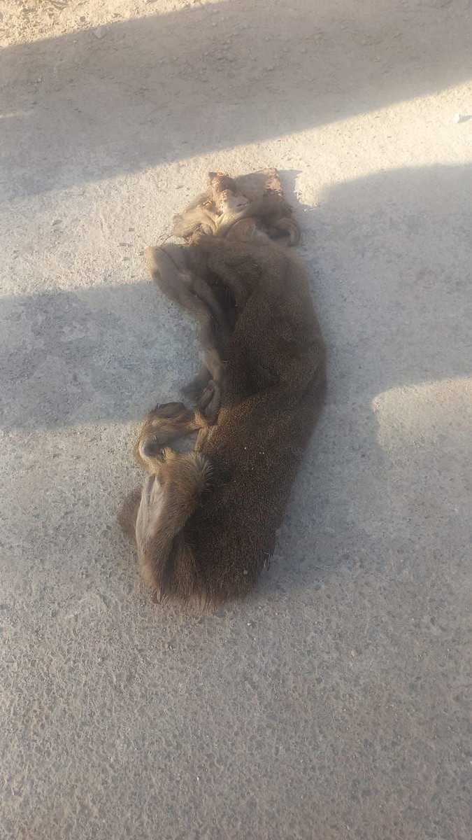 SalvemosABenito's tweet photo. POR FAVOR DIFUNDIR 🙏🐶

LE ARROJAN PIEL DE UN PERRITO A SU CASA 🚨😔🐶

Jhohana Nataly Espinoza reportó en la plataforma Meta el hallazgo de piel de un perrito en su domicilio y pidió apoyo.  Mencionó que no sabe si fue arrojada ahí o si su mascota la llevó desde otro lugar. También pidió a la comunidad tener mucho cuidado de en donde compran sus alimentos. 

El evento ocurrió en Oxkutzcab, Yucatán. Tras hacer la denuncia a las autoridades, indicó que le respondieron que no es trabajo de ellos atender el caso. Hasta el momento, no ha recibido atención sobre la situación ni se ha realizado una investigación.

El hecho ha generado preocupación en la comunidad, donde piden mayor vigilancia y respuesta ante reportes de este tipo.

Según cifras del 2023, en Yucatán existen más de cien mil perros viviendo en situación de calle, cifra que crece exponencialmente año con año debido a la falta de políticas públicas en relación al tema de animales.

A ver si aquí si pueden hacer algo o al menos mostrar interés @GobYucatan  @huachodiazmena @fgeyucatan