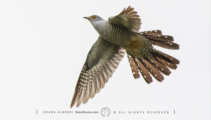 Hemen uzten dizuet 2025ko egutegian Apirileko hilabetean jarri dudan Kukuaren kontakizuna. basafauna.eus/hasiera/2025-a…