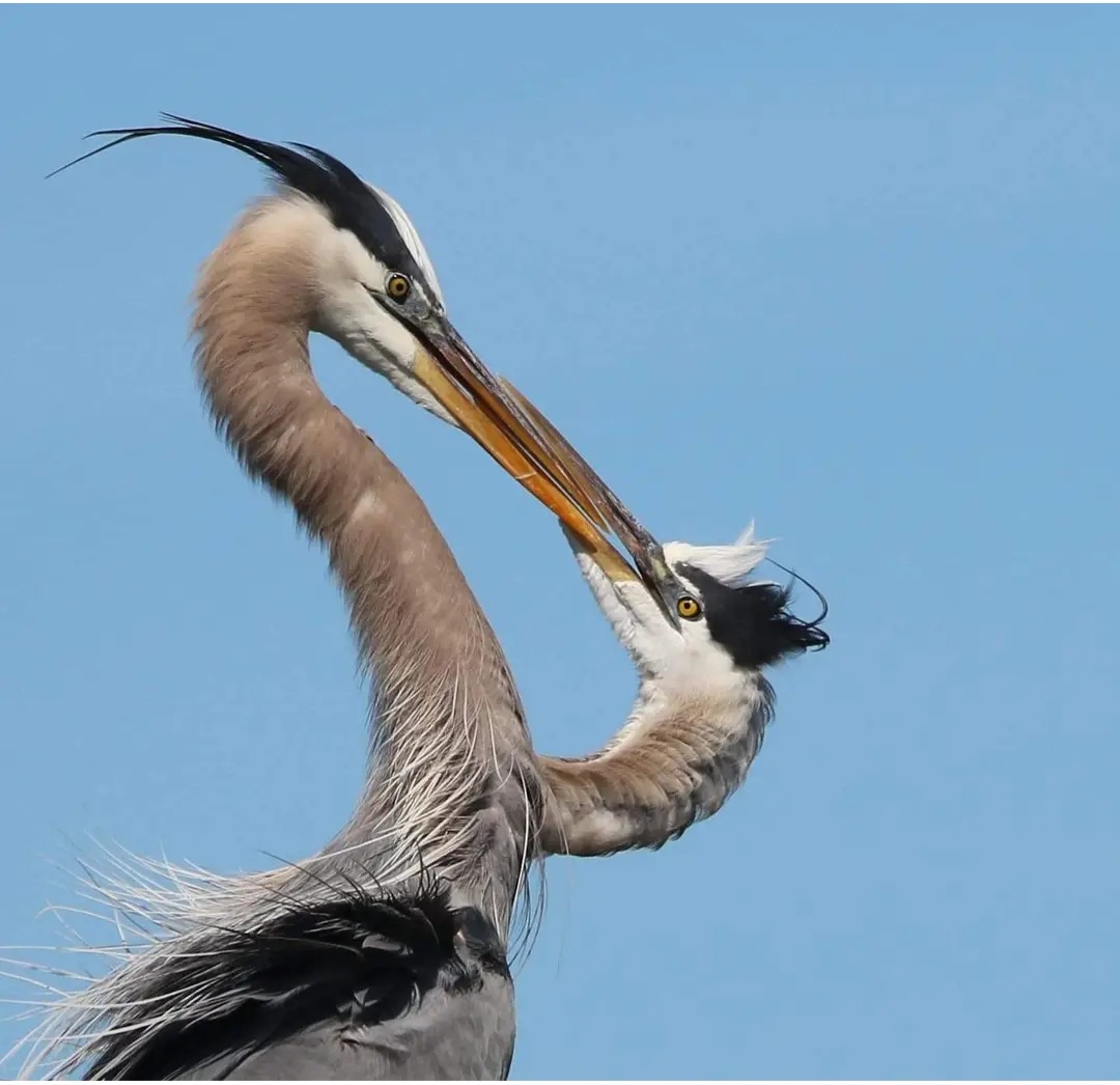 NEVER BEFORE SEEN IN THE WILD
I would not have believed it if I had not seen AND photographed this extremely rare two headed #GreatBlueHeron a few years back in Florida.