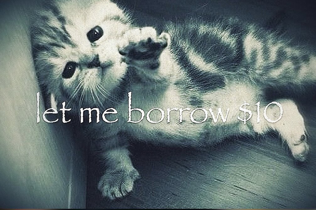 Cat Posted (@catposted) on Twitter photo 