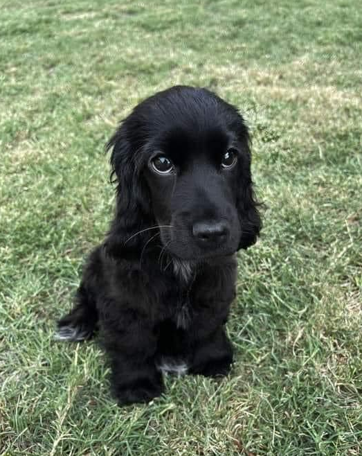 No one like me I'm too black