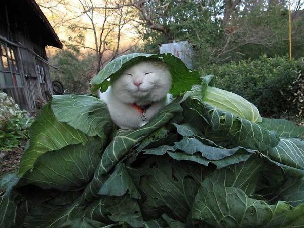 PostsOfCats's tweet photo. look at him https://t.co/NcDr2TdnhL