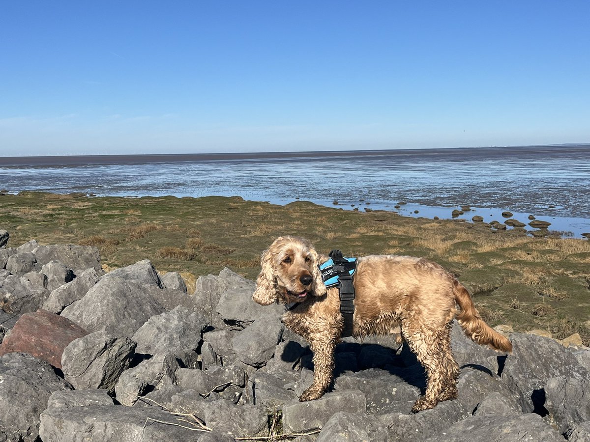 BrokenLilDolly's tweet photo. A local walk along the shoreline in the sunshine this morning 🐾🐾 ☀️
#KnottEnd
#Lancashire https://t.co/dyiVfb50uX
