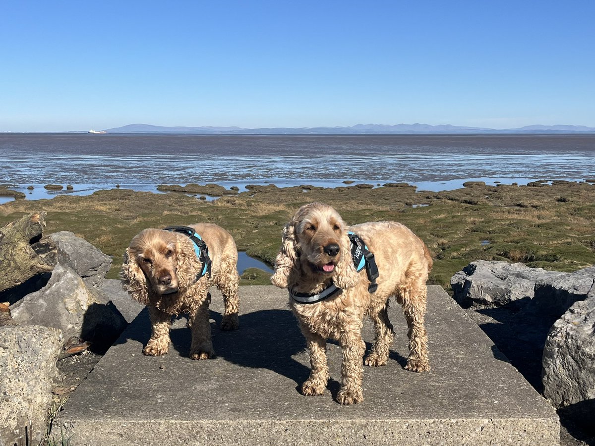 BrokenLilDolly's tweet photo. A local walk along the shoreline in the sunshine this morning 🐾🐾 ☀️
#KnottEnd
#Lancashire https://t.co/dyiVfb50uX
