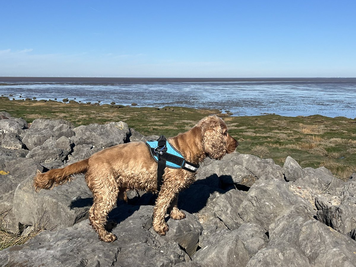 BrokenLilDolly's tweet photo. A local walk along the shoreline in the sunshine this morning 🐾🐾 ☀️
#KnottEnd
#Lancashire https://t.co/dyiVfb50uX