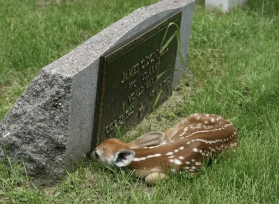 Maintenant on le sait , le prénom de la maman de Bambi , c’était James