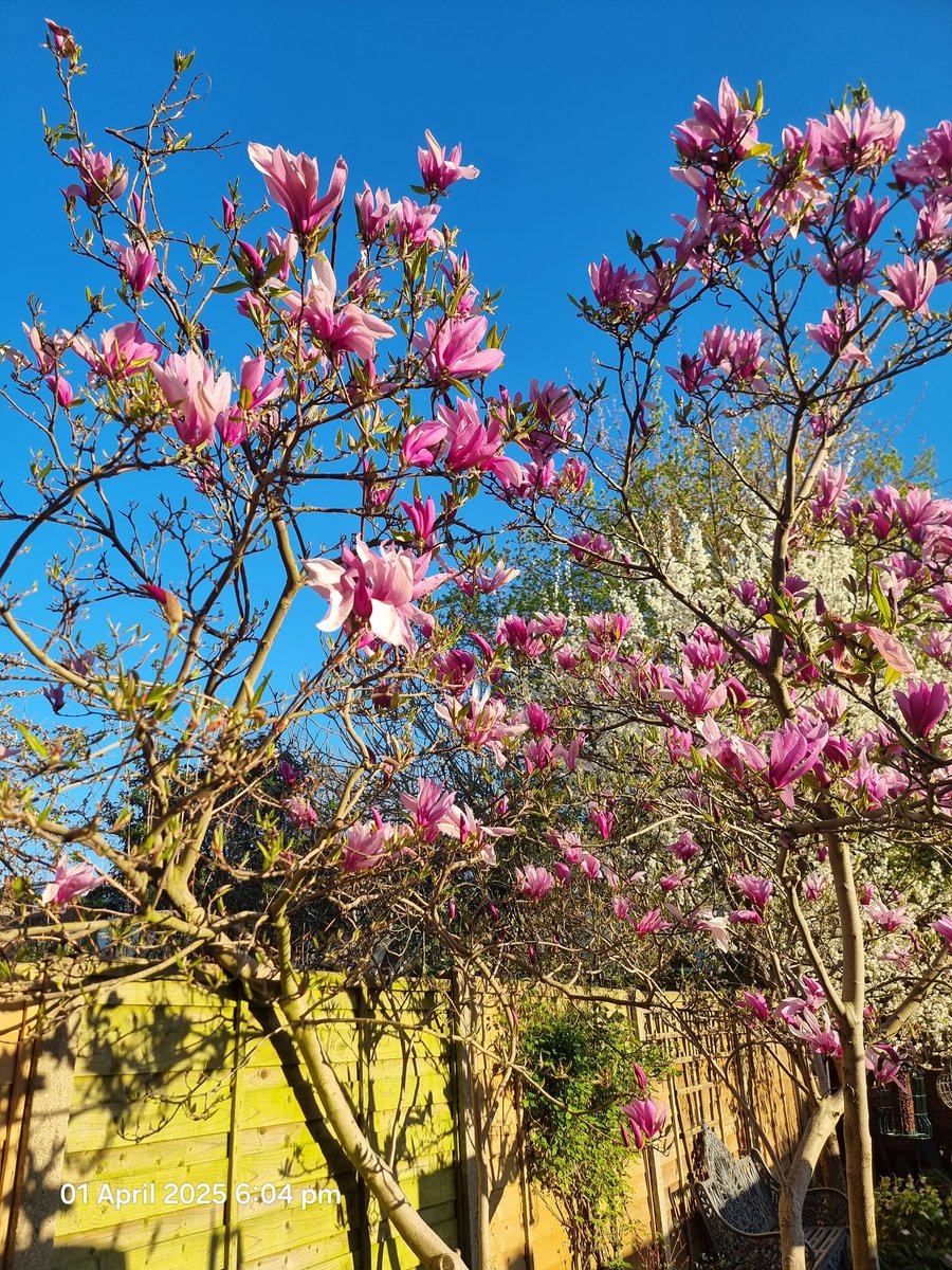 TsuiAllen's tweet image. Sharing #FoolsSpring weather scale as the sunshine and blue skies on this first day of April was the biggest #AprilFoosDay spoof I experienced today...