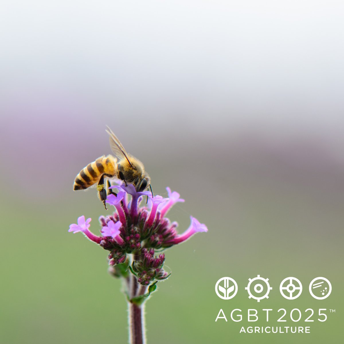 AGBT Meeting (@agbt) on Twitter photo Dr. Gertje Petersen’s (<a href="/beegirl_nz/">Gertje Petersen 🏳️🌈🇩🇪 in 🇳🇿</a>) research uncovers the genetic secrets of honeybee breeding, Her work advances colony health & pollination sustainability, shaping the future of beekeeping! #BeeResearch #Genetics #HoneyBee #AGBTAg2025 Dr. Gertje Petersen’s (<a href="/beegirl_nz/">Gertje Petersen 🏳️🌈🇩🇪 in 🇳🇿</a>) research uncovers the genetic secrets of honeybee breeding, Her work advances colony health & pollination sustainability, shaping the future of beekeeping! #BeeResearch #Genetics #HoneyBee #AGBTAg2025