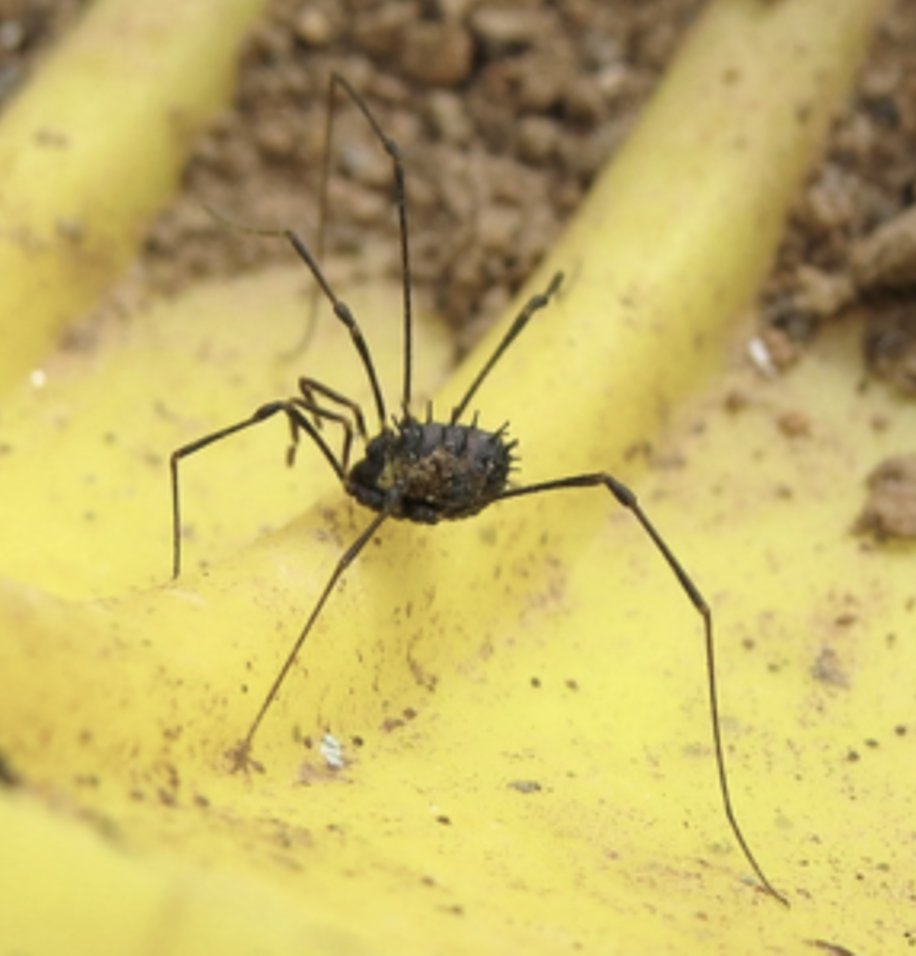 BENHS Harvestman ID workshop - Meg Skinner
June 7 @ 10:30  - 4:00  Dinton Pasture, Nr. Reading

Meg runs the UK recording scheme for Harvestmen through the British Arachnological Society.

To book a place mail;  indoormeetings@benhs.org.uk, supplying a mobile phone contact number