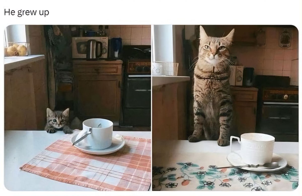 Why you should have a cat (@shouldhavecat) on Twitter photo 