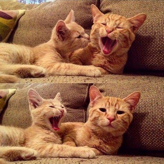 Posts Of Cats (@postsofcats) on Twitter photo 