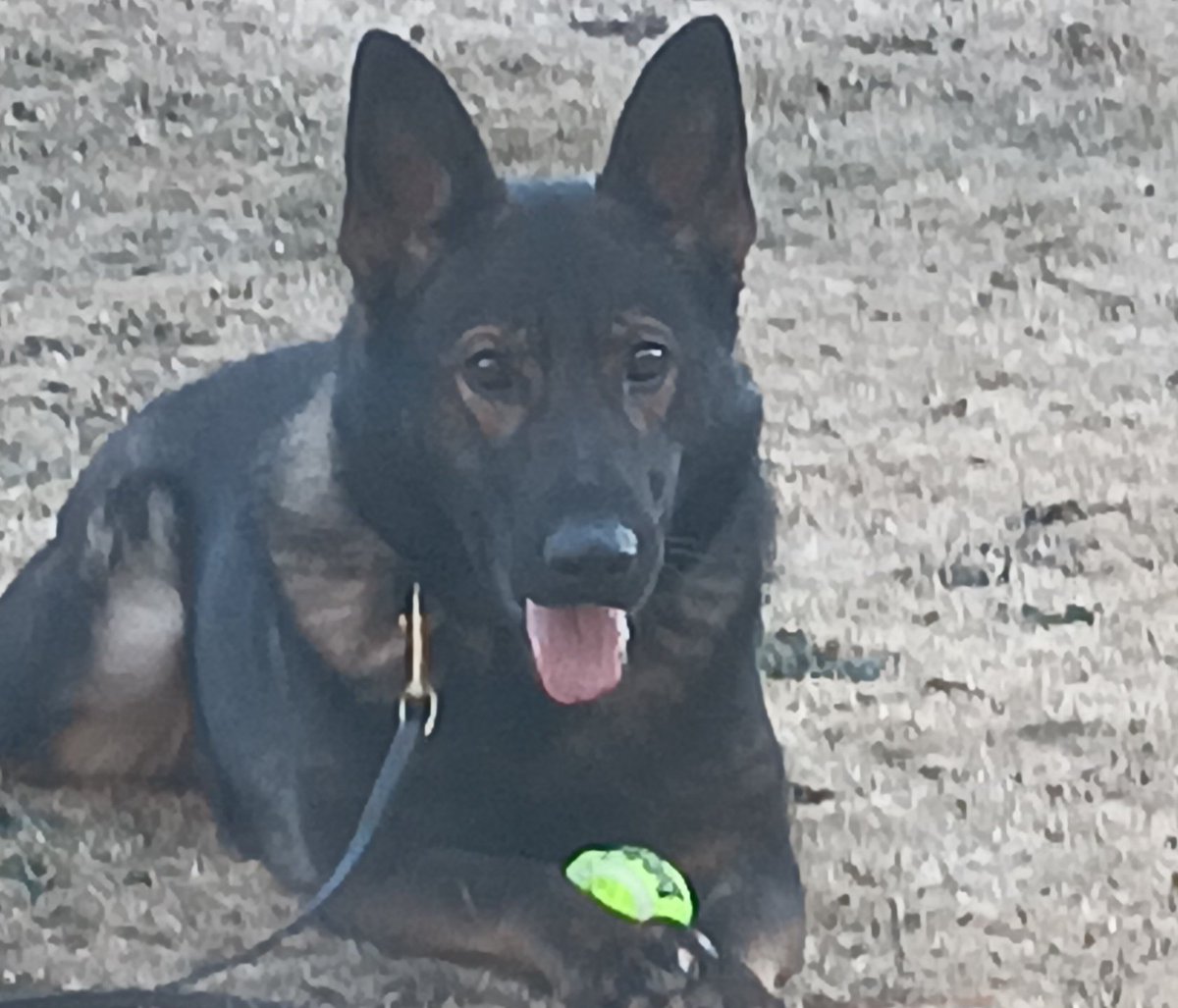 Miss Sedona! 

#WorkingDogs #protectiondog