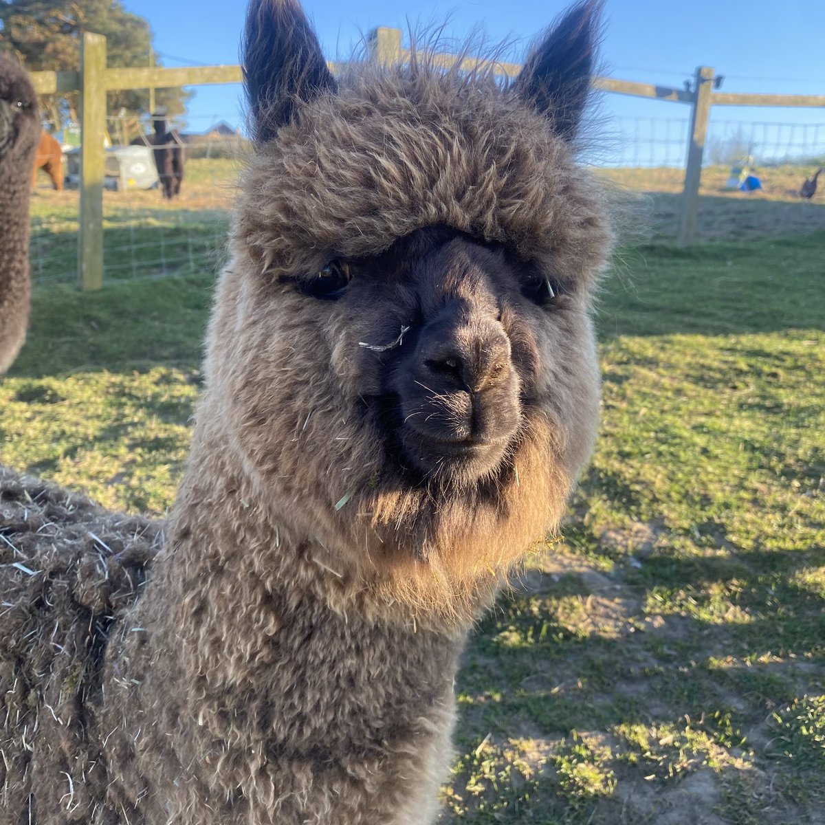 BingfieldAlpac1's tweet photo. Oh little Clementine, you may be the smallest, but no one messes with your big personality! 🤣#clemintine #cute #tuesdayvibe #love https://t.co/0AhwLneRSz