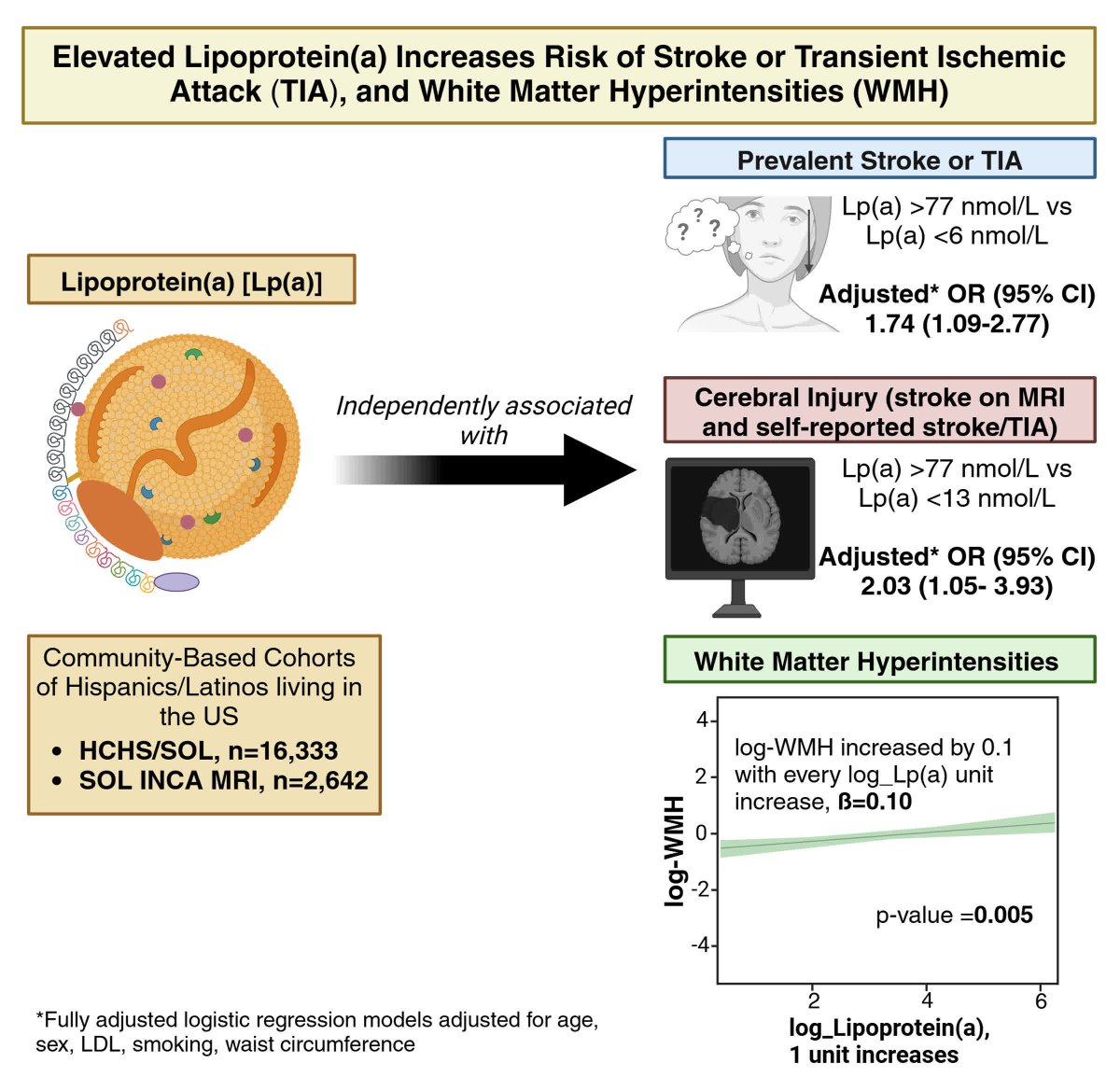 Stroke AHA/ASA (@strokeaha_asa) on Twitter photo In a large diverse population of Hispanics and Latinos, Lp(a) was independently and significantly associated with prevalent #stroke, TIA, and white matter hyperintensities. <a href="/DrMLamar/">Melissa Lamar</a> <a href="/freddie_marq/">Freddie Marquez</a> <a href="/DrPJoshi/">Parag Joshi</a> #AHAJournals ahajrnls.org/3XFFTLe In a large diverse population of Hispanics and Latinos, Lp(a) was independently and significantly associated with prevalent #stroke, TIA, and white matter hyperintensities. <a href="/DrMLamar/">Melissa Lamar</a> <a href="/freddie_marq/">Freddie Marquez</a> <a href="/DrPJoshi/">Parag Joshi</a> #AHAJournals ahajrnls.org/3XFFTLe